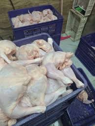 伊朗：全面供应高质量、多样化工业禽类产品