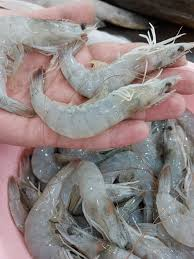 伊朗，虾类多样性中心：从海洋到养殖场