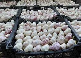 伊朗：全球市场优质天然大蒜供应中心