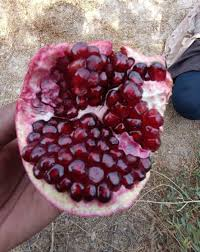 伊朗：石榴的传奇之地