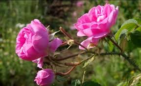 伊朗：大马士革玫瑰的芬芳天堂